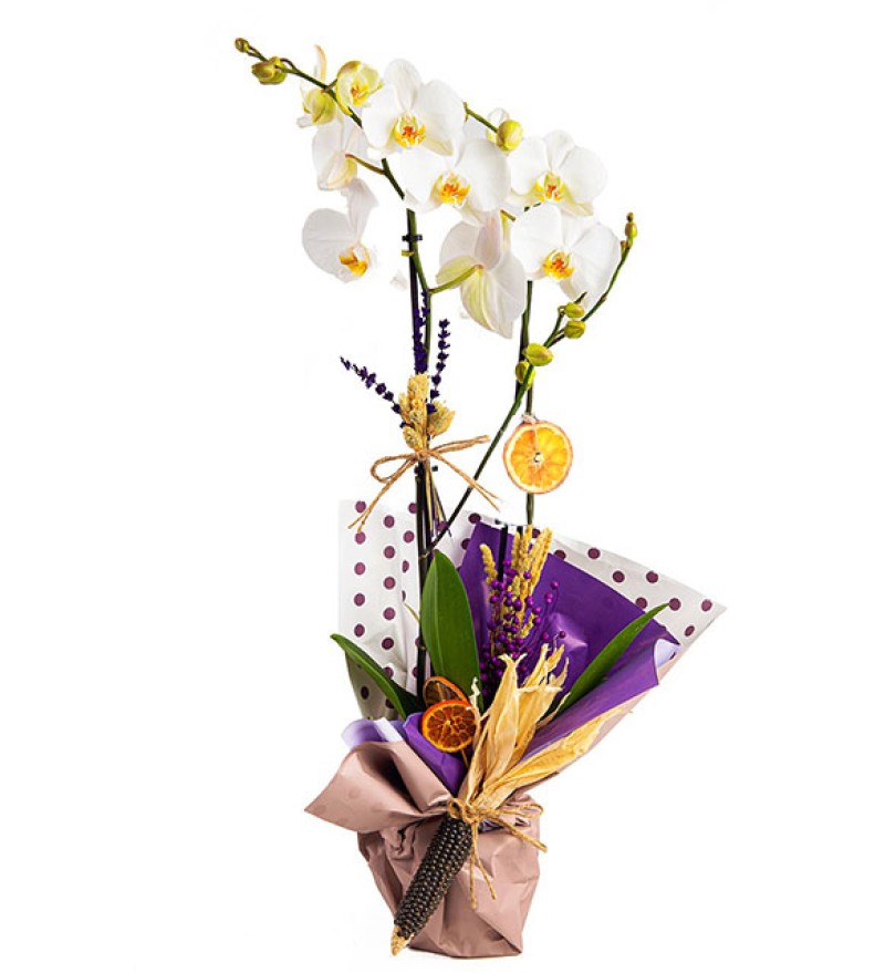 Wood Serisi Beyaz Orkide Tasarımı