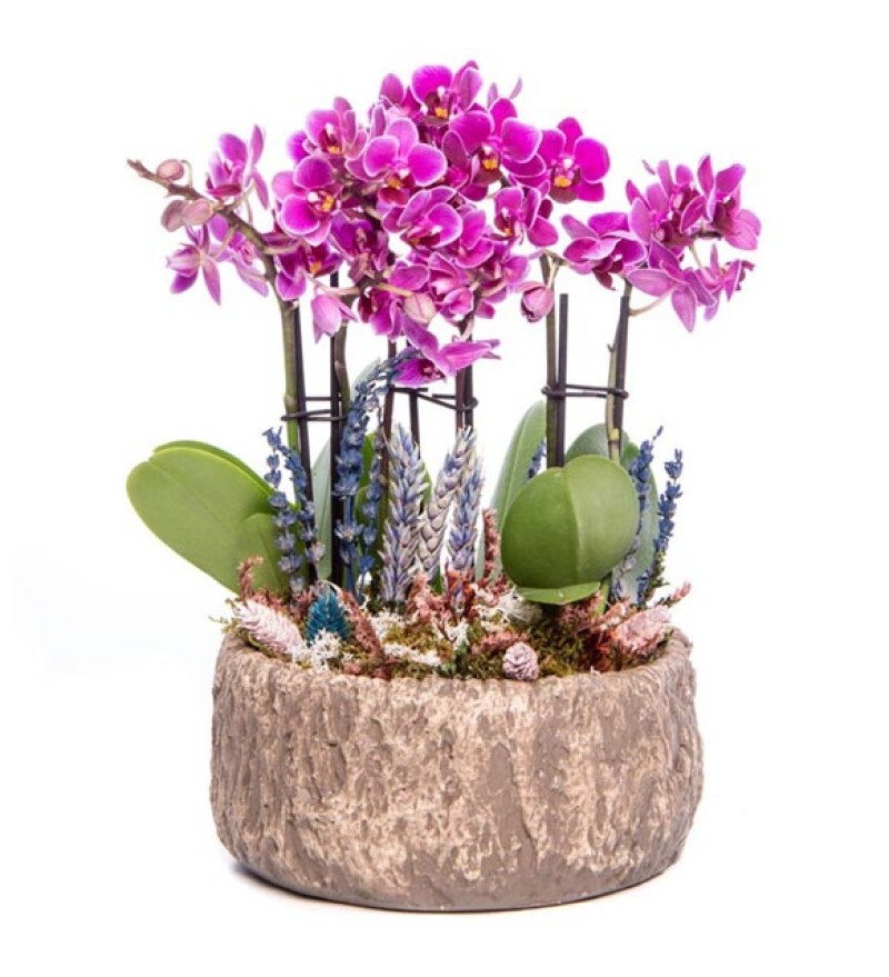 Rattan Tipi Mor Orkide Tasarım