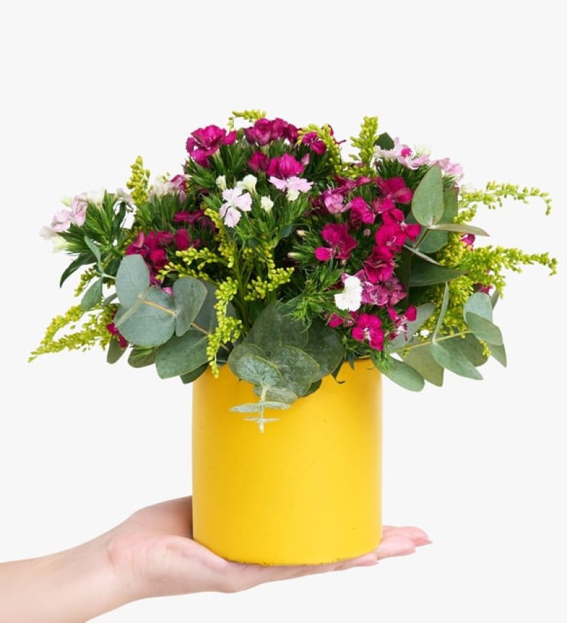 Sarı Beton Saksıda Hüsnüyusuf Çiçekleri