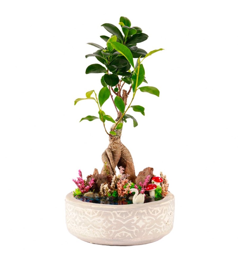 Beton Saksıda Bonsai Teraryum