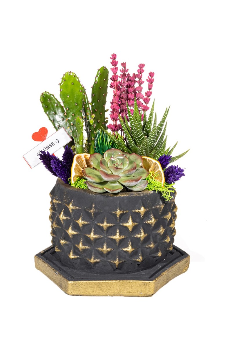 Yıldız Desenli Saksıda Sukulent Aranjmanı