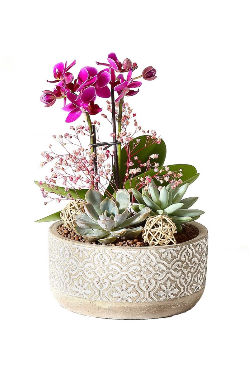 Desenli Beton Saksıda Orkide Ve Sukulentler